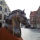 Weekendtip: paardenkoppen spotten in Dendermonde